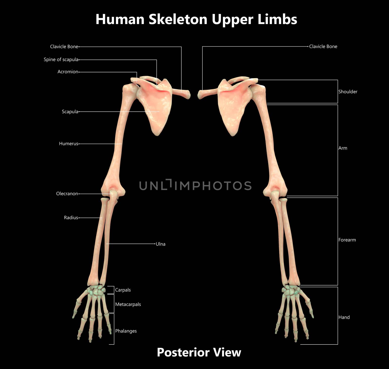 3D Illustration Concept of Human Skeleton System Upper Limbs Described with Labels Anatomy Posterior View