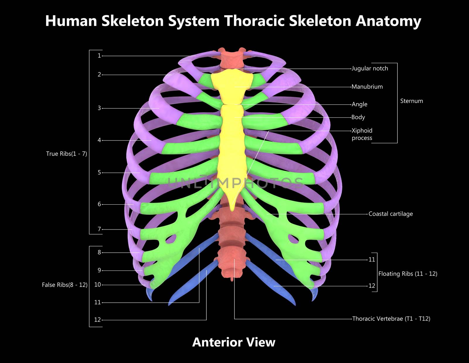 3D Illustration Concept of Human Skeleton System Thoracic Skeleton Described with Labels Anatomy Posterior View