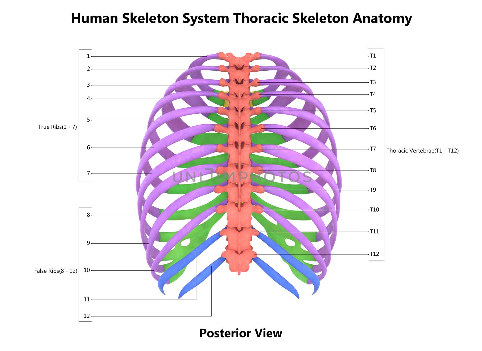 3D Illustration Concept of Human Skeleton System Hand Thoracic Skeleton Described with Labels Anatomy Posterior View