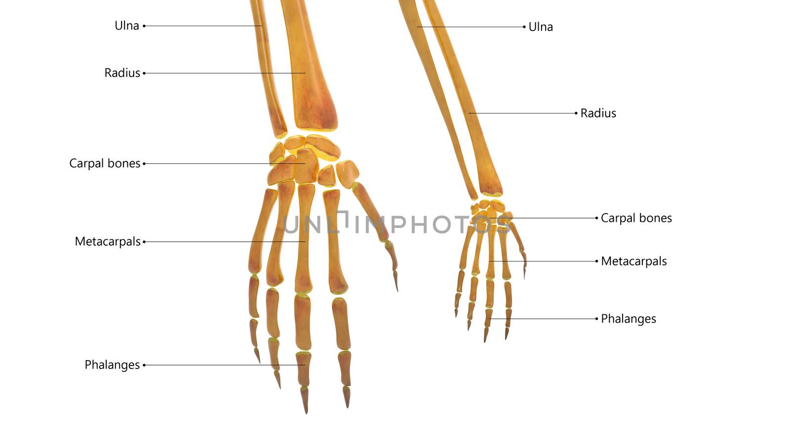 3D Illustration Concept of Human Skeleton System Hand Bone Joints Described with Labels Anatomy