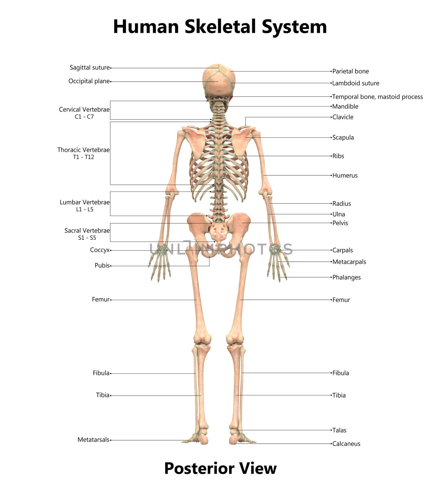 3D Illustration Concept of Human Skeleton System Bone Joints Described with Labels Anatomy Posterior View