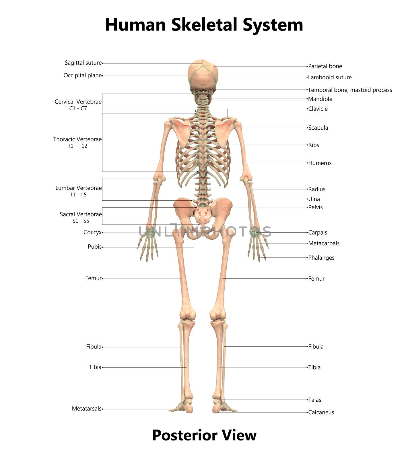 3D Illustration Concept of Human Skeleton System Bone Joints Described with Labels Anatomy Posterior View