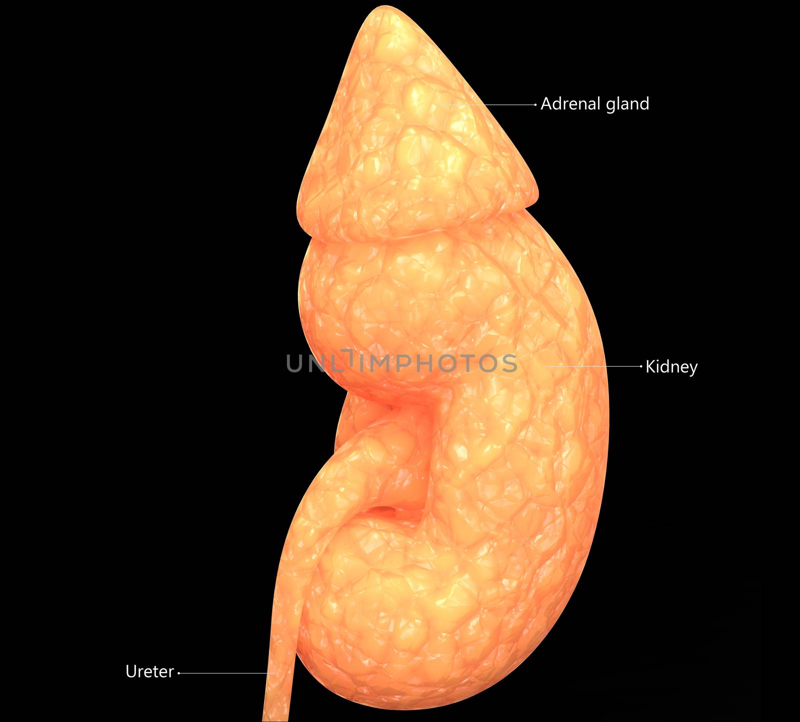 3D Illustration Concept of Human Urinary System Kidney Described with Labels Anatomy