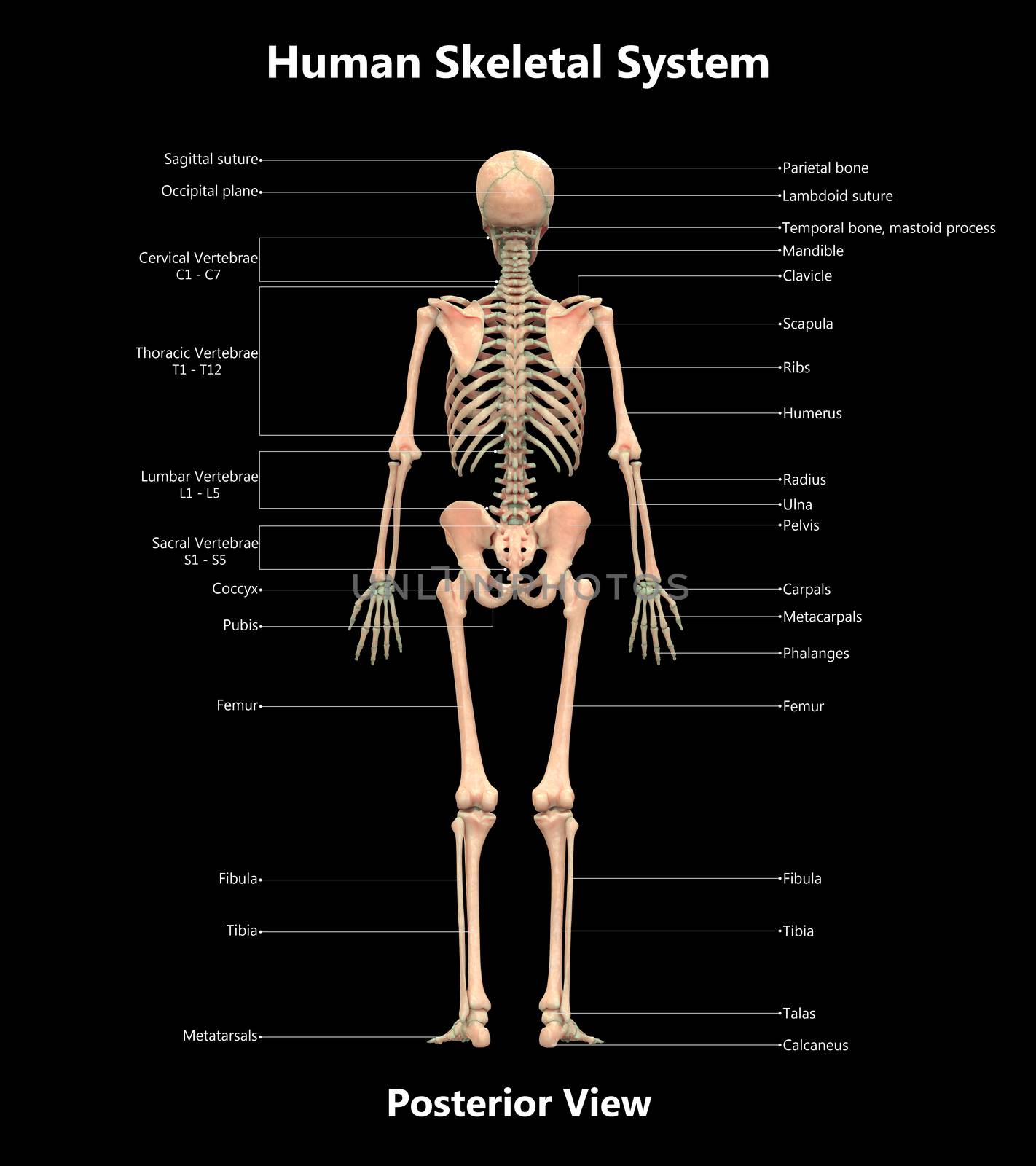 3D Illustration Concept of Human Skeleton System Bone Joints Described with Labels Anatomy Posterior View