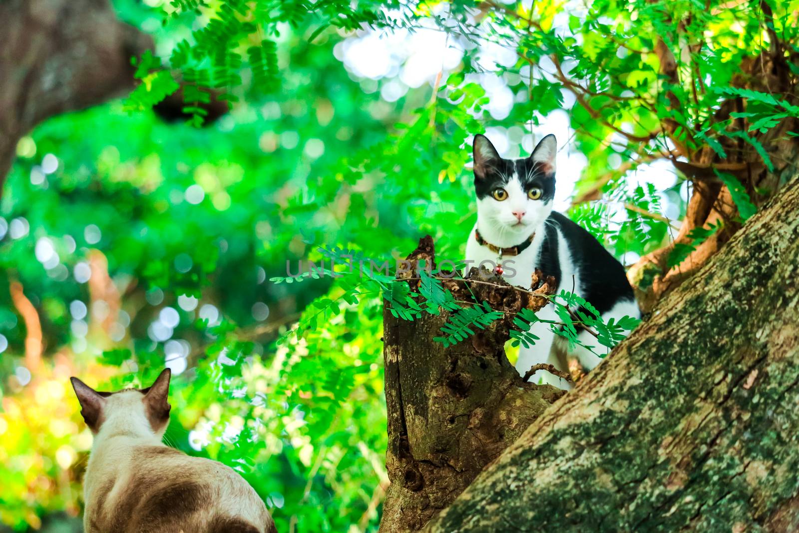 Siamese cats climb trees to catch squirrels. But it can not climb down,they are Looking for someone to help it down