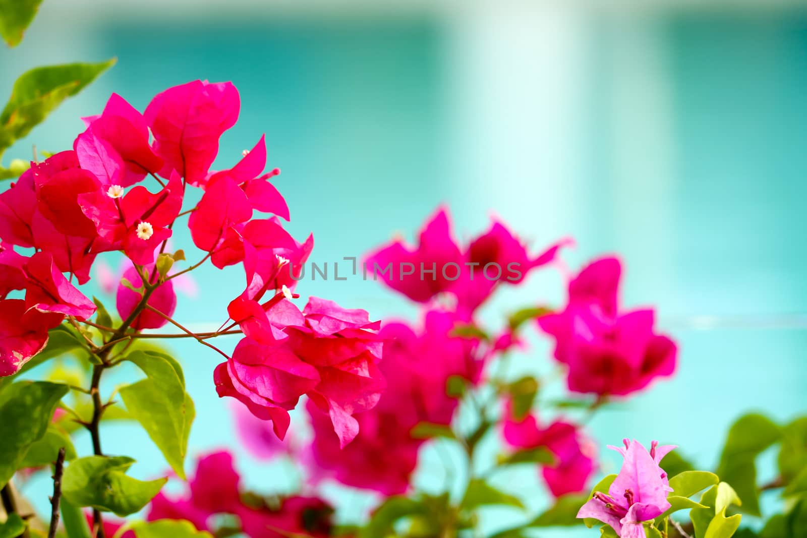 Dark pink bougainvillea is decorated by the pool blur background