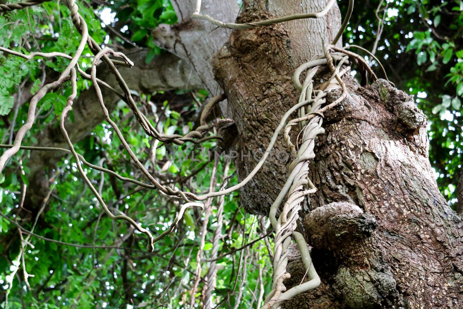 Parasite vines use trees to live and fight for sunlight for food