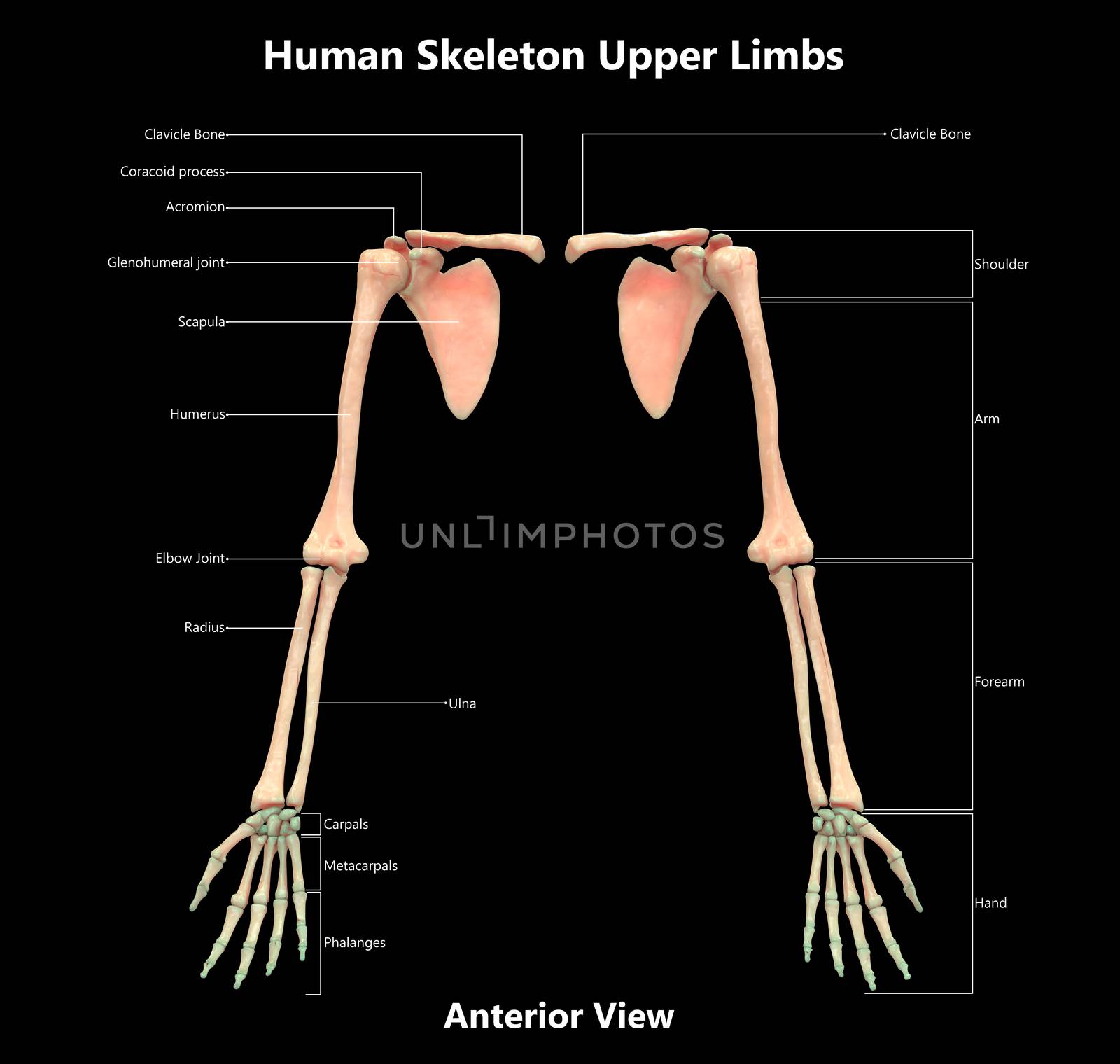 3D Illustration Concept of Human Skeleton System Upper Limbs Described with Labels Anatomy Anterior View