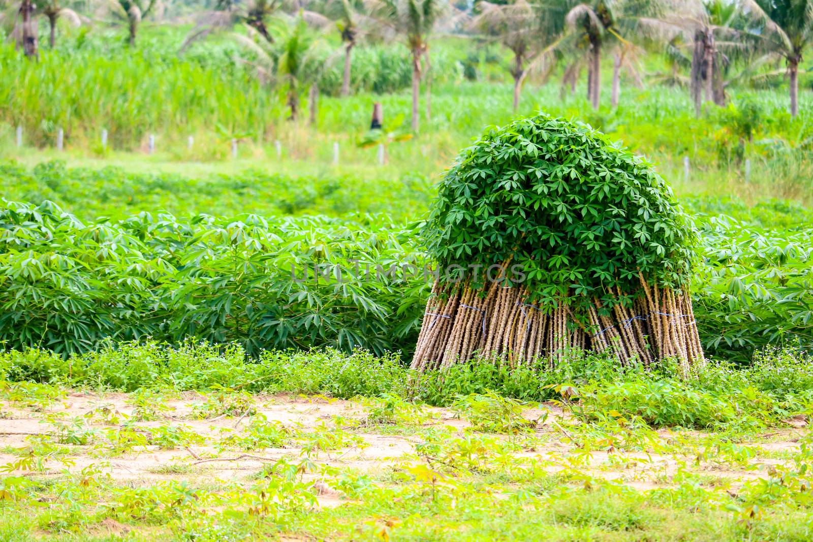 Cassava plantation farming growing  cassava row in farm background