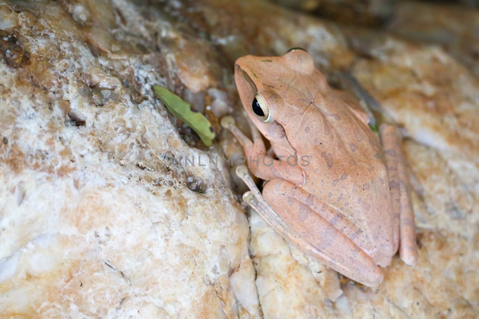 tree frog hide the top of stone by adjusting the skin