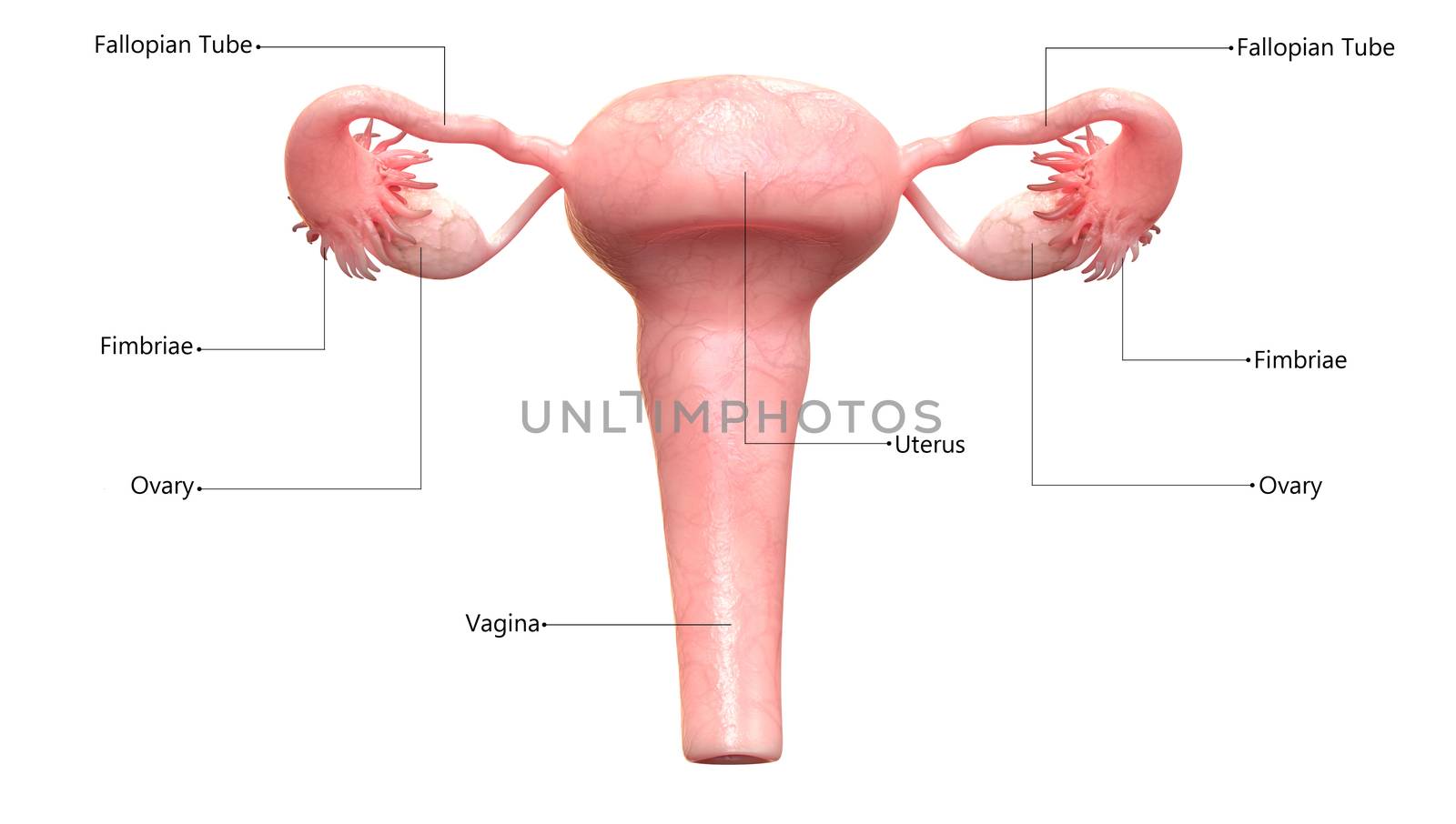 3D Illustration Concept of Female Reproductive System Described with Labels Anatomy