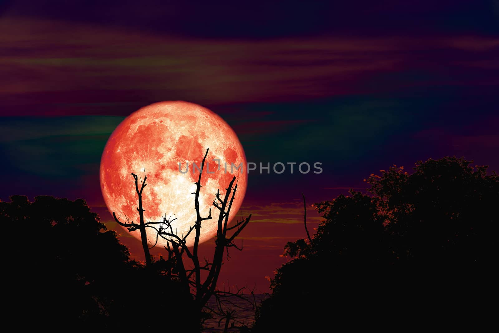 Hunter's moon back over silhouette branch tree in field on evening sky, Elements of this image furnished by NASA