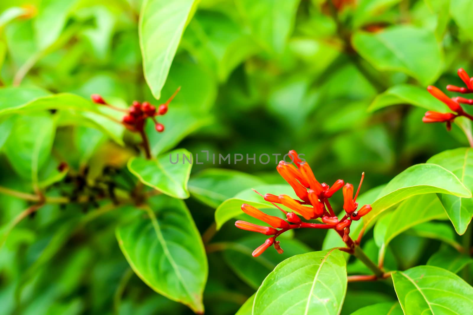 Hamelia patens is a large perennial shrub  in coffee family, Rubiaceae, native american and tropical