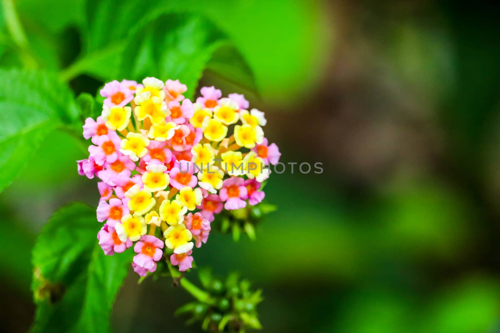 Lantana camara colorful flower blooming in the green garden
