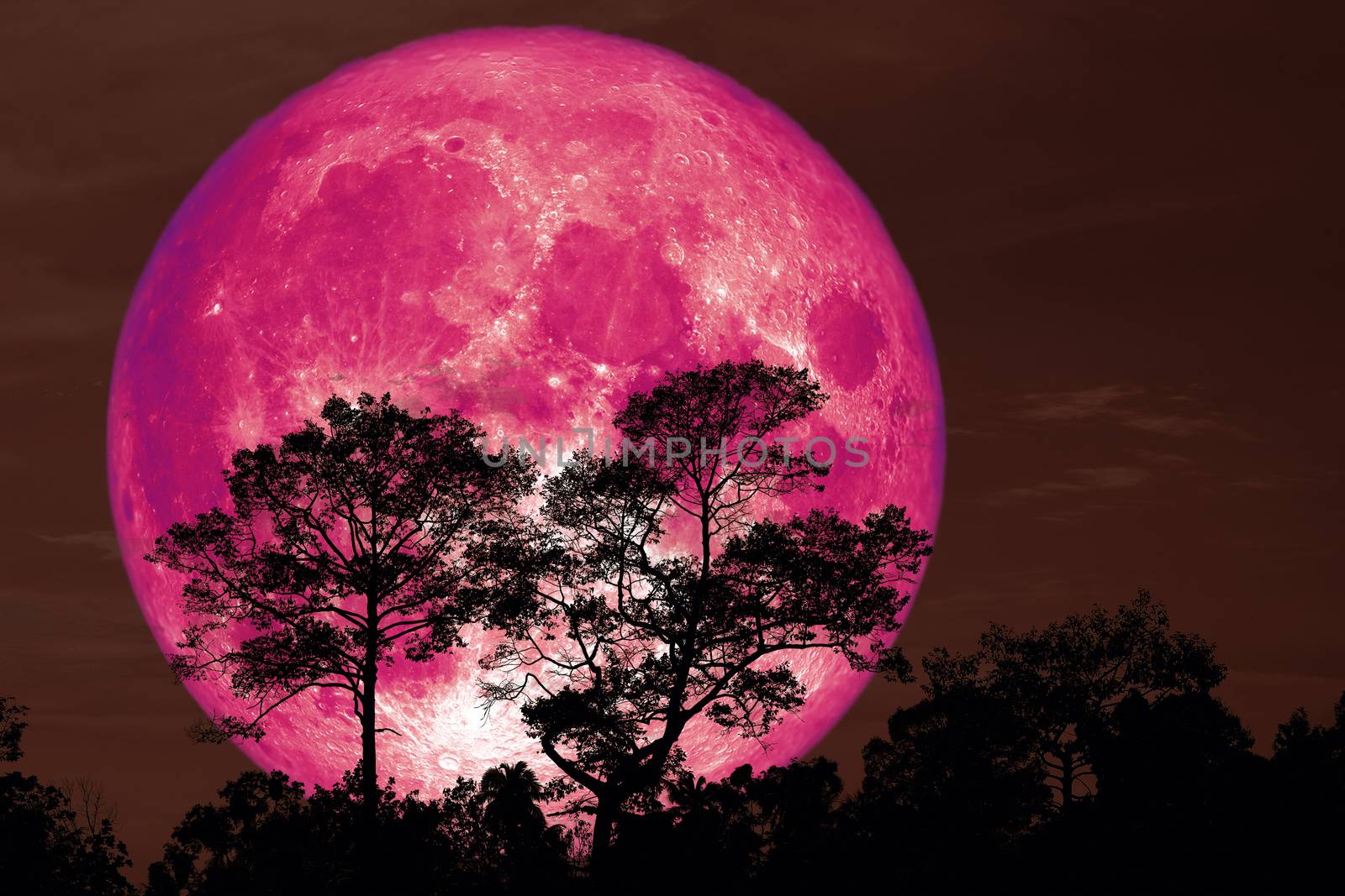 super pink snow moon back silhouette tree in field on night sky, Elements of this image furnished by NASA