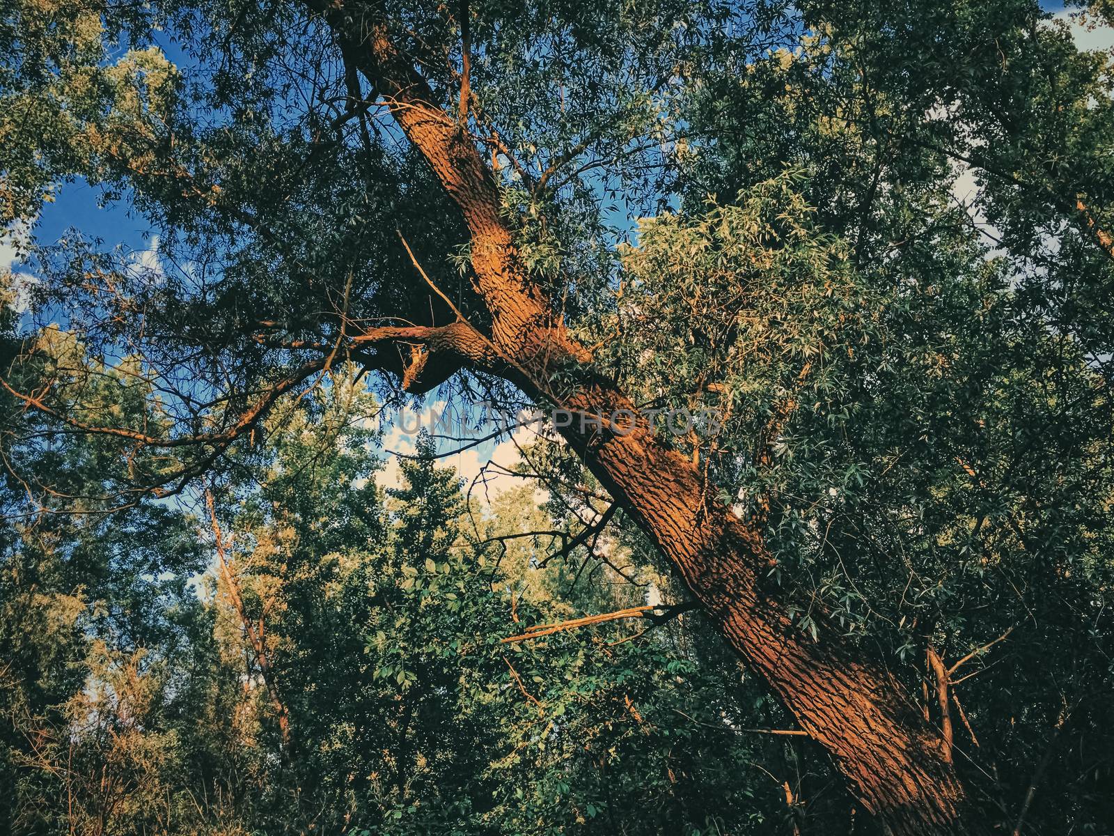 Mystery woods as wilderness landscape, amazing trees in green forest, nature and environment by Anneleven