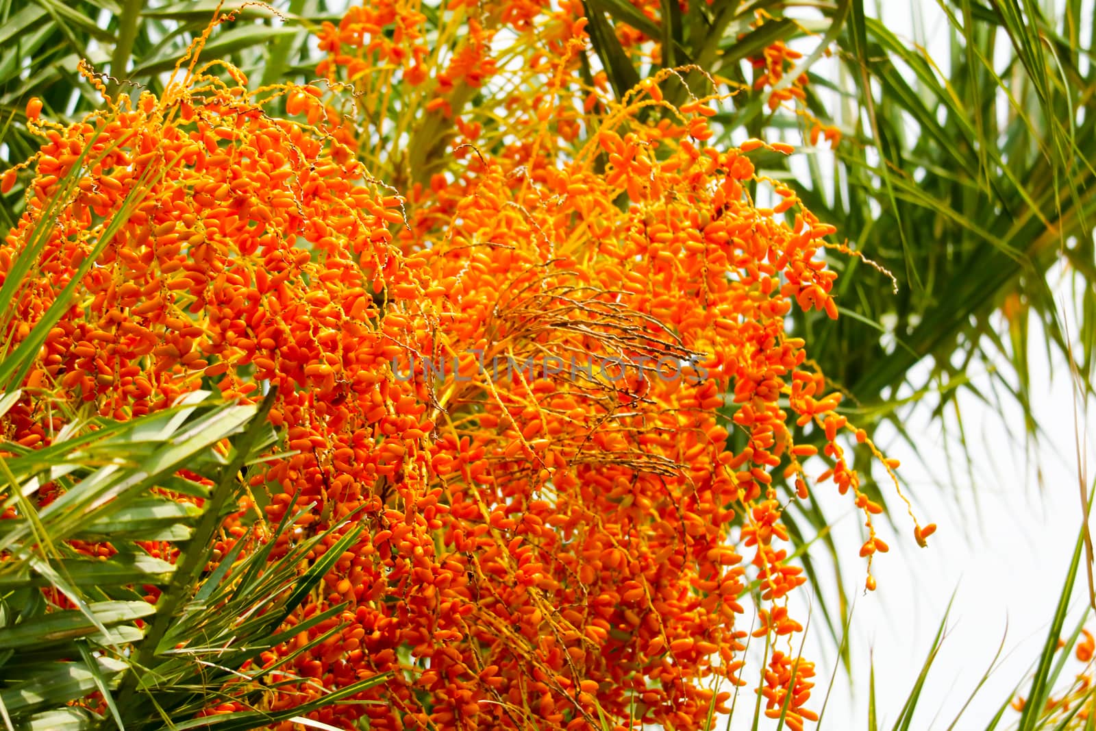 Small orange palm seeds and green leaves on palm tree