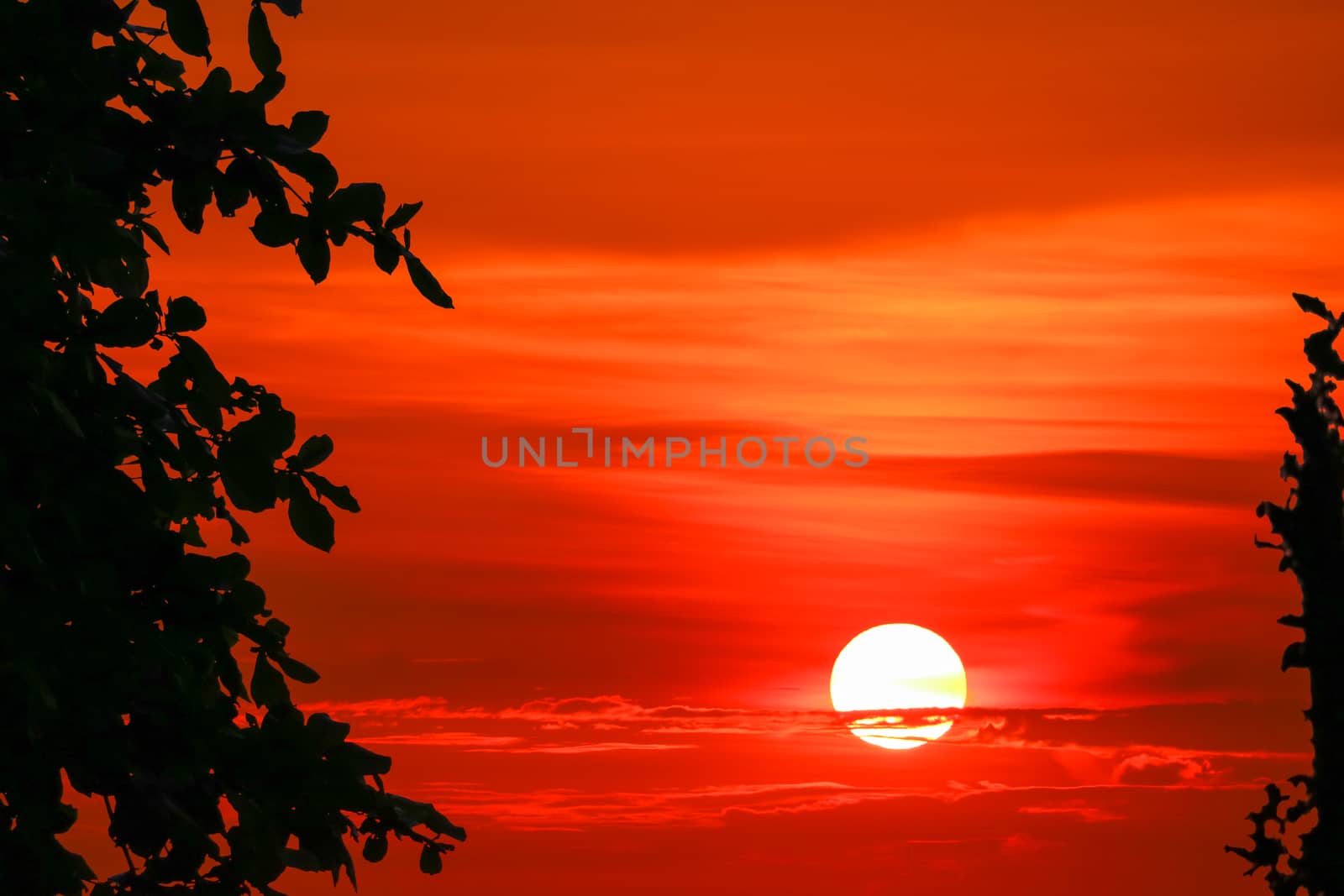 sunset and colorful flame cloud silhouette tree on dark red sky