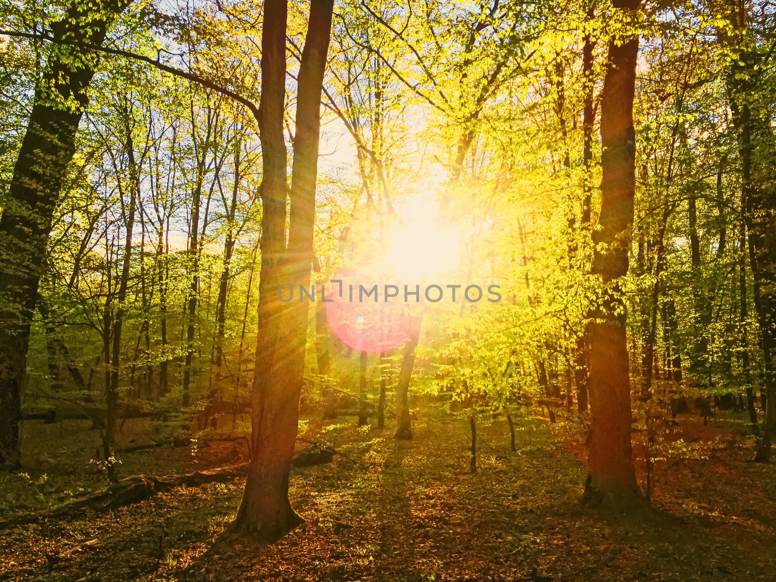 Spring forest landscape at sunset or sunrise, nature and environment