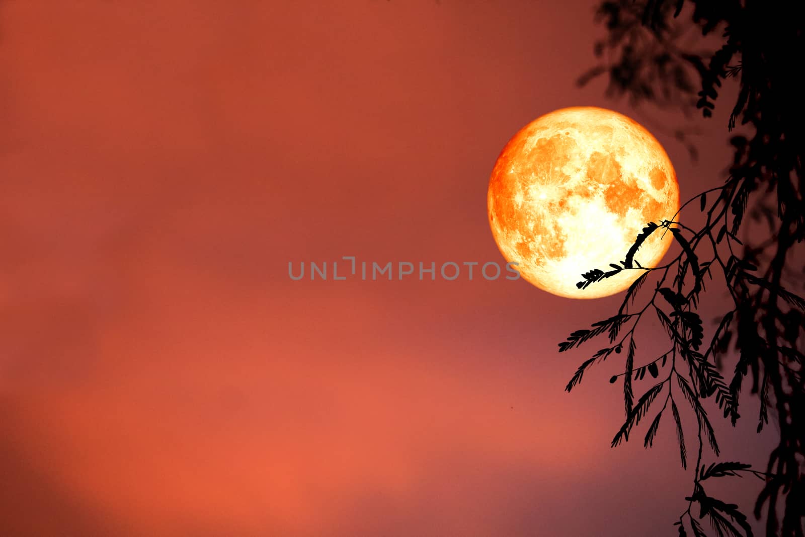 super blood moon back silhouette leaves and cloud on night sky, Elements of this image furnished by NASA