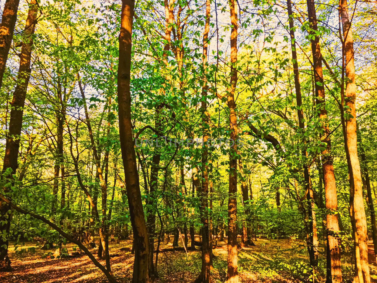 Spring forest landscape at sunset or sunrise by Anneleven