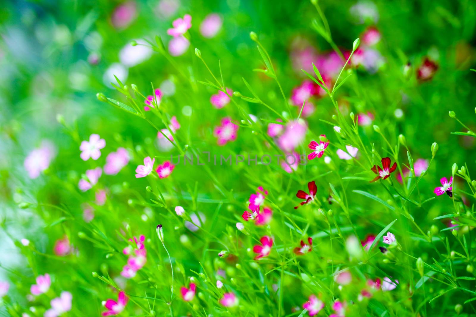 colorful beautiful pink gypsophila boutique flower in the garden