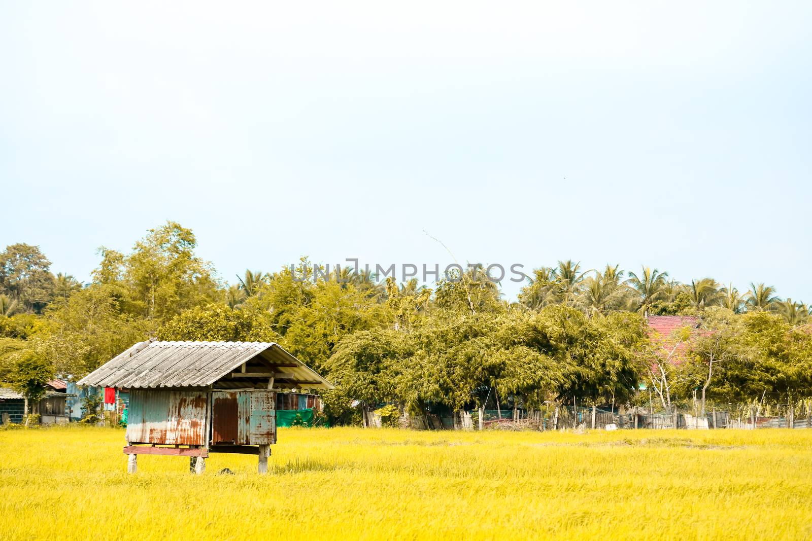 The cottage is surrounded by green rice fields and tree background