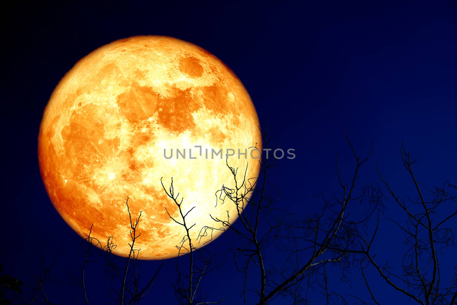 super egg blood moon back on silhouette plant and trees on night sky, Elements of this image furnished by NASA