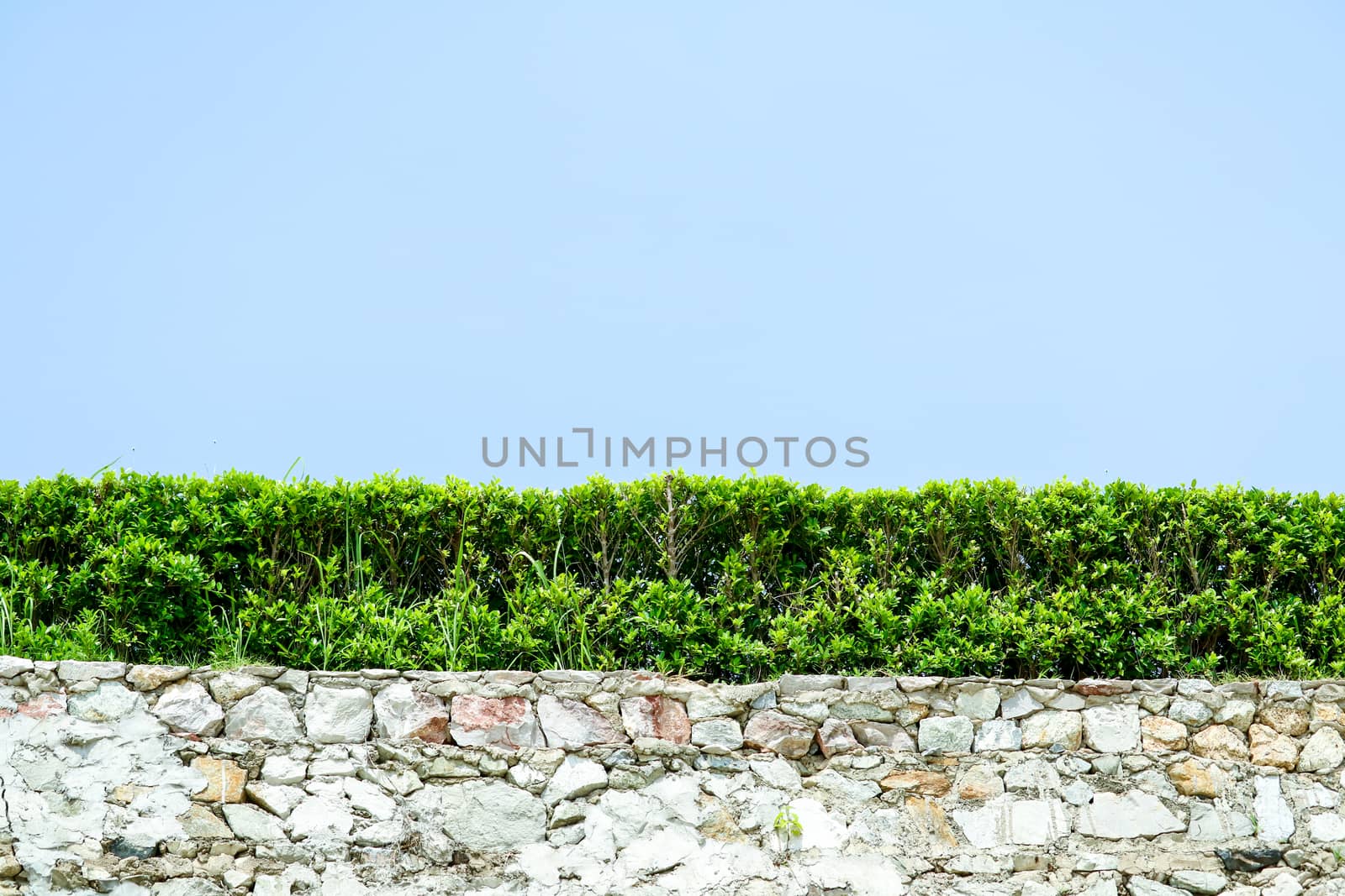 wall granite stone and nature green plant wall blue sky background