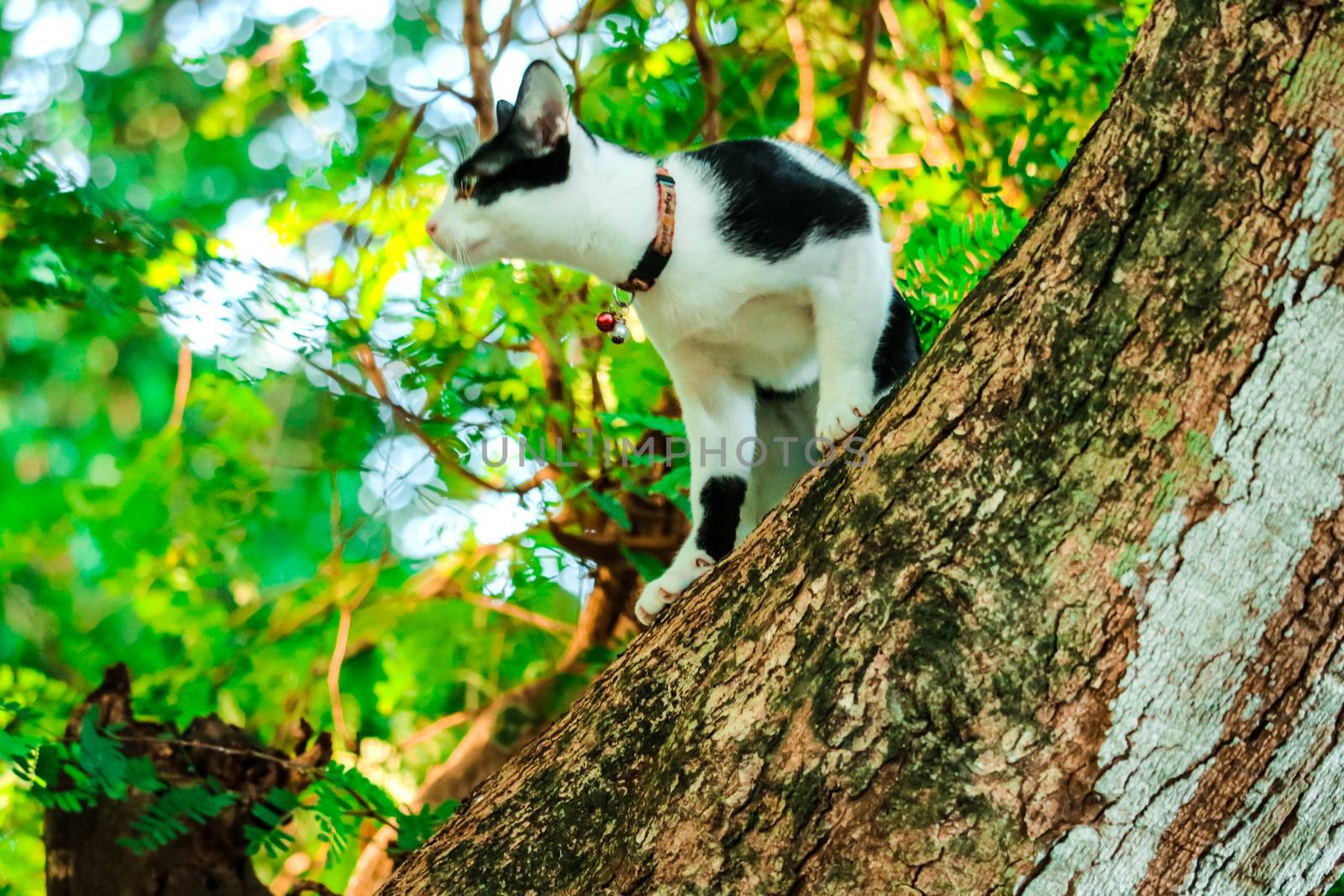 Siamese cats climb trees to catch squirrels. But it can not climb down,they are Looking for someone to help it down
