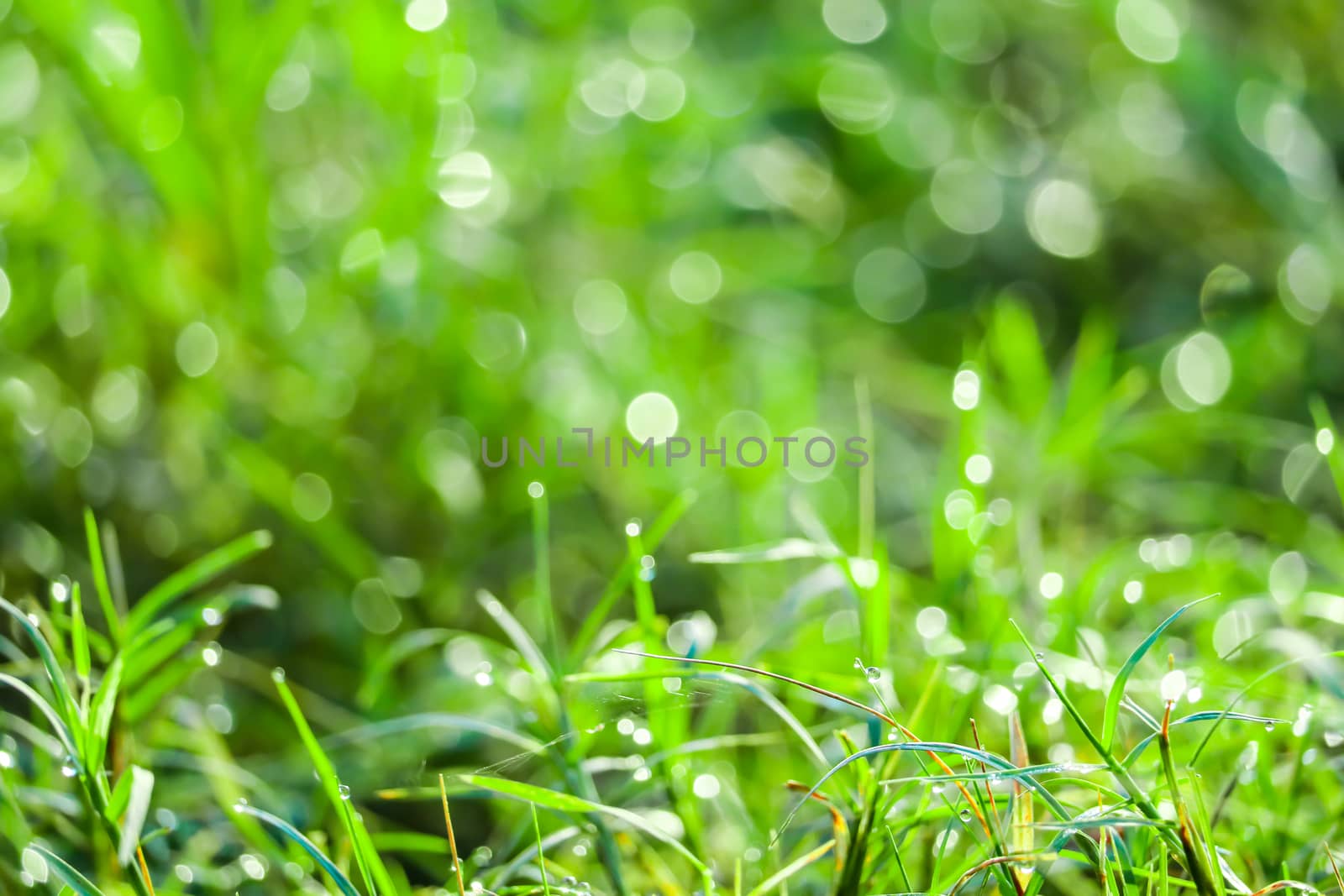 green grass in the garden and blokeh of water drop on leaves in field