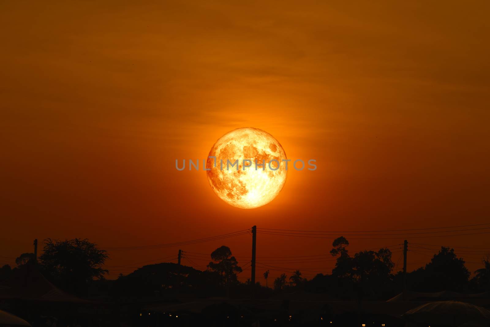 full egg moon back on silhouette plant on night sky, Elements of this image furnished by NASA
