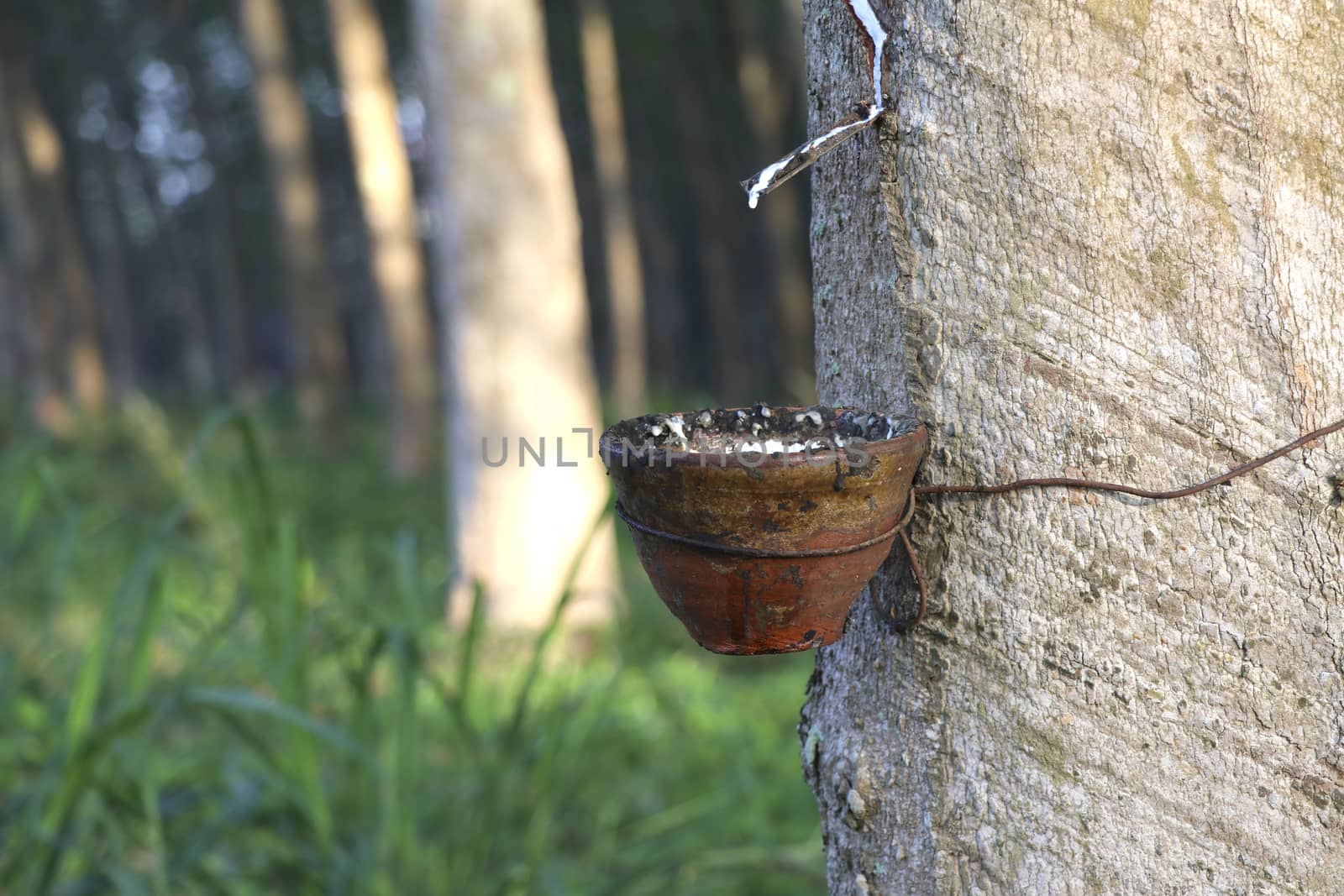 Rubber tree in the garden are making rubber tapping to remove latex.