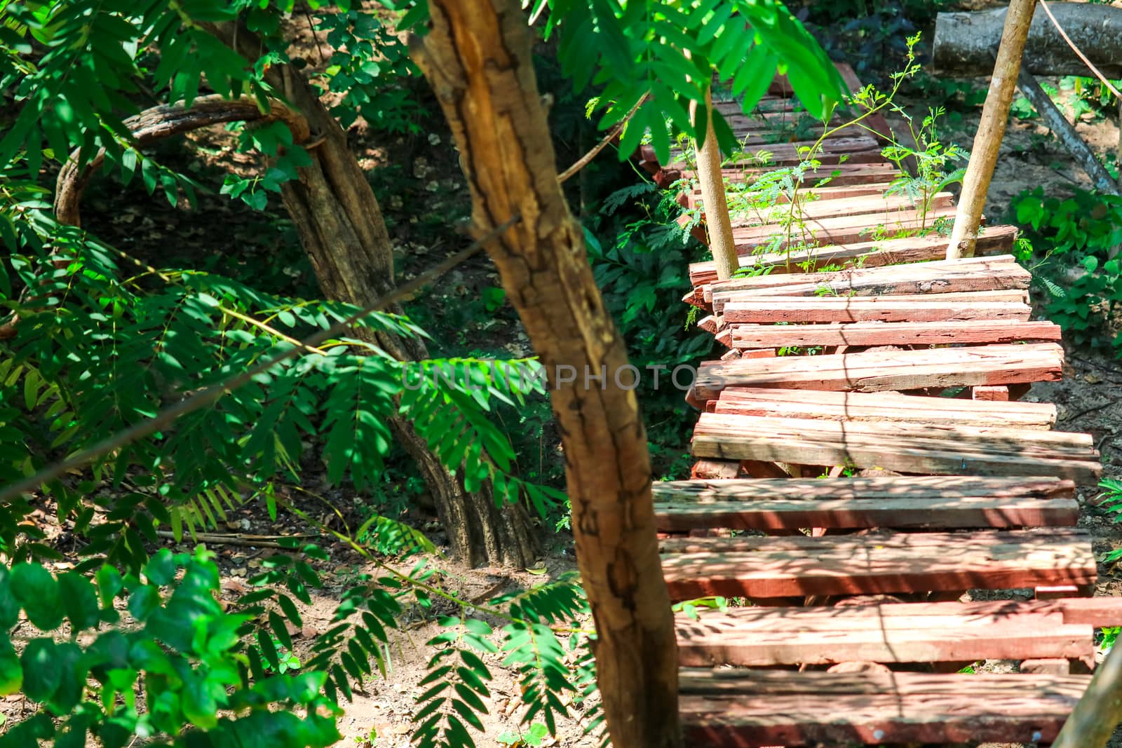 hut wood and bridge log was built in forest for adventure activity of scout