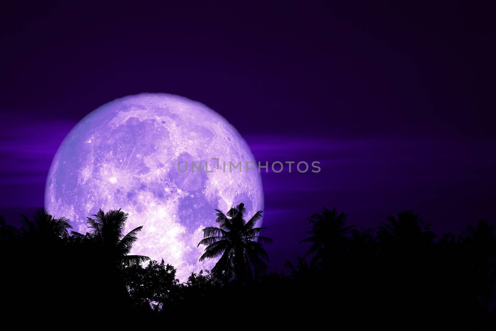 full flower moon back on silhouette plant and trees on night sky, Elements of this image furnished by NASA