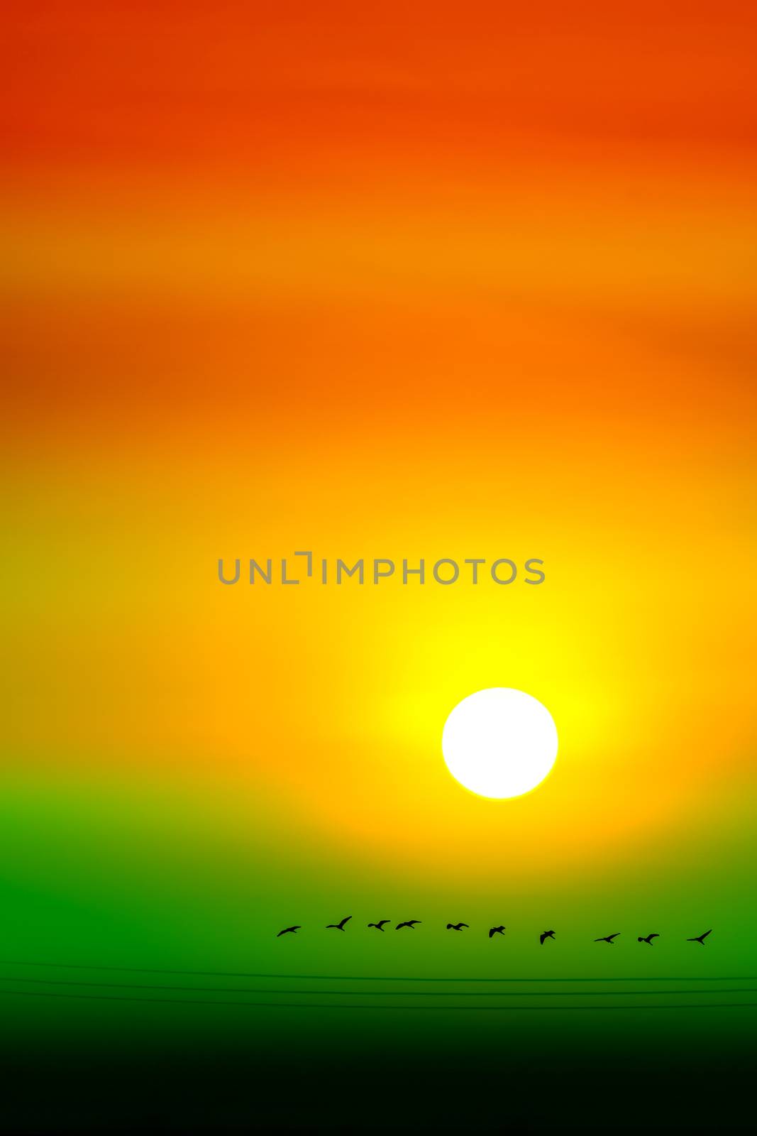 multicolor of sunset sky and sun ray all around and silhouette flying birds over power electric line