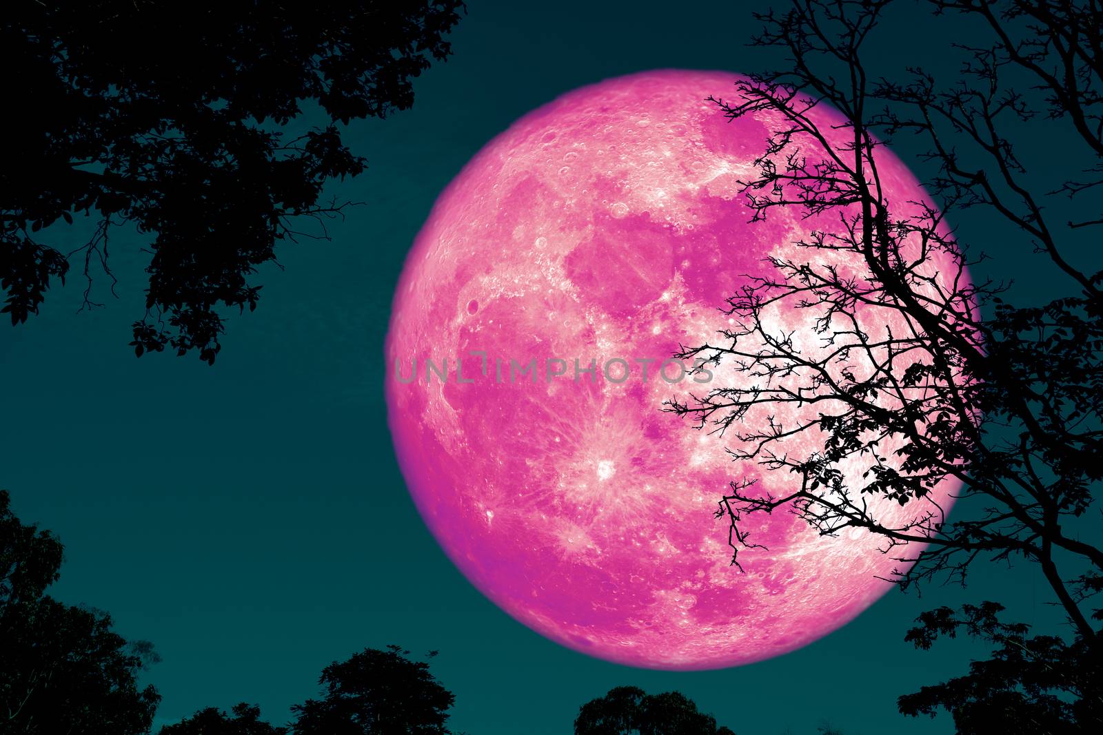 full crust moon back on silhouette plant and trees on night sky, Elements of this image furnished by NASA