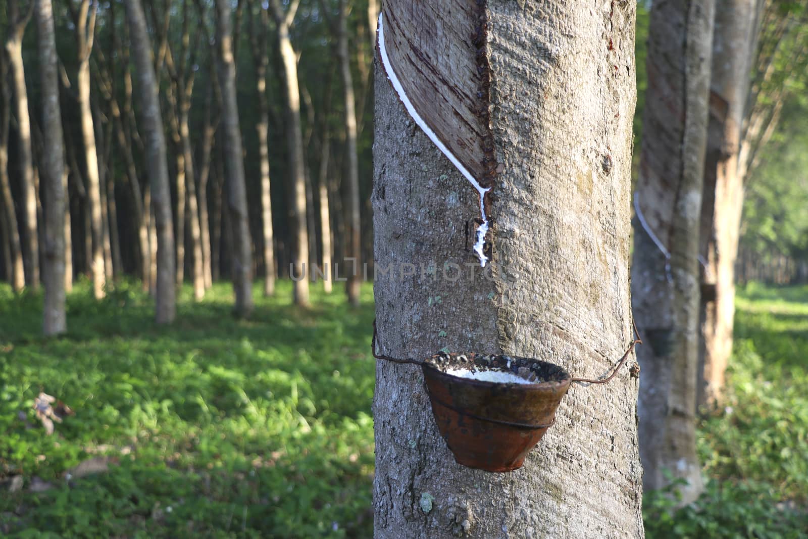 Rubber tree in the garden are making rubber tapping to remove latex.