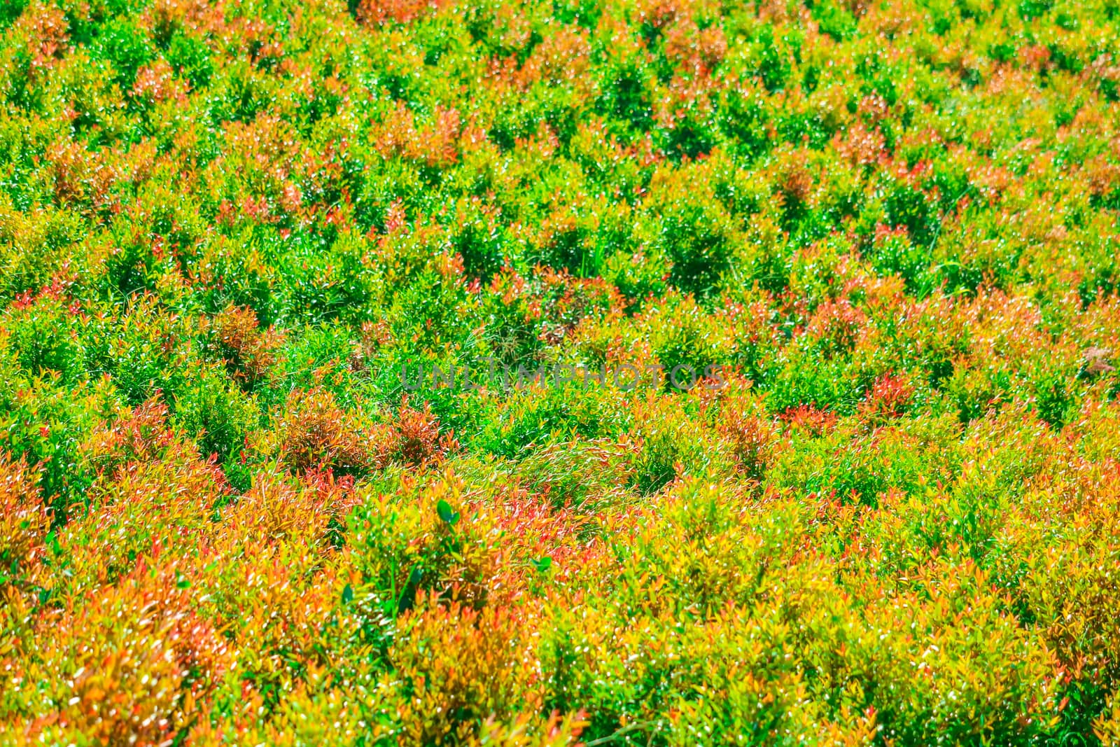 multicolor of christina leaves and red young leaves was born in thr garden in rain season