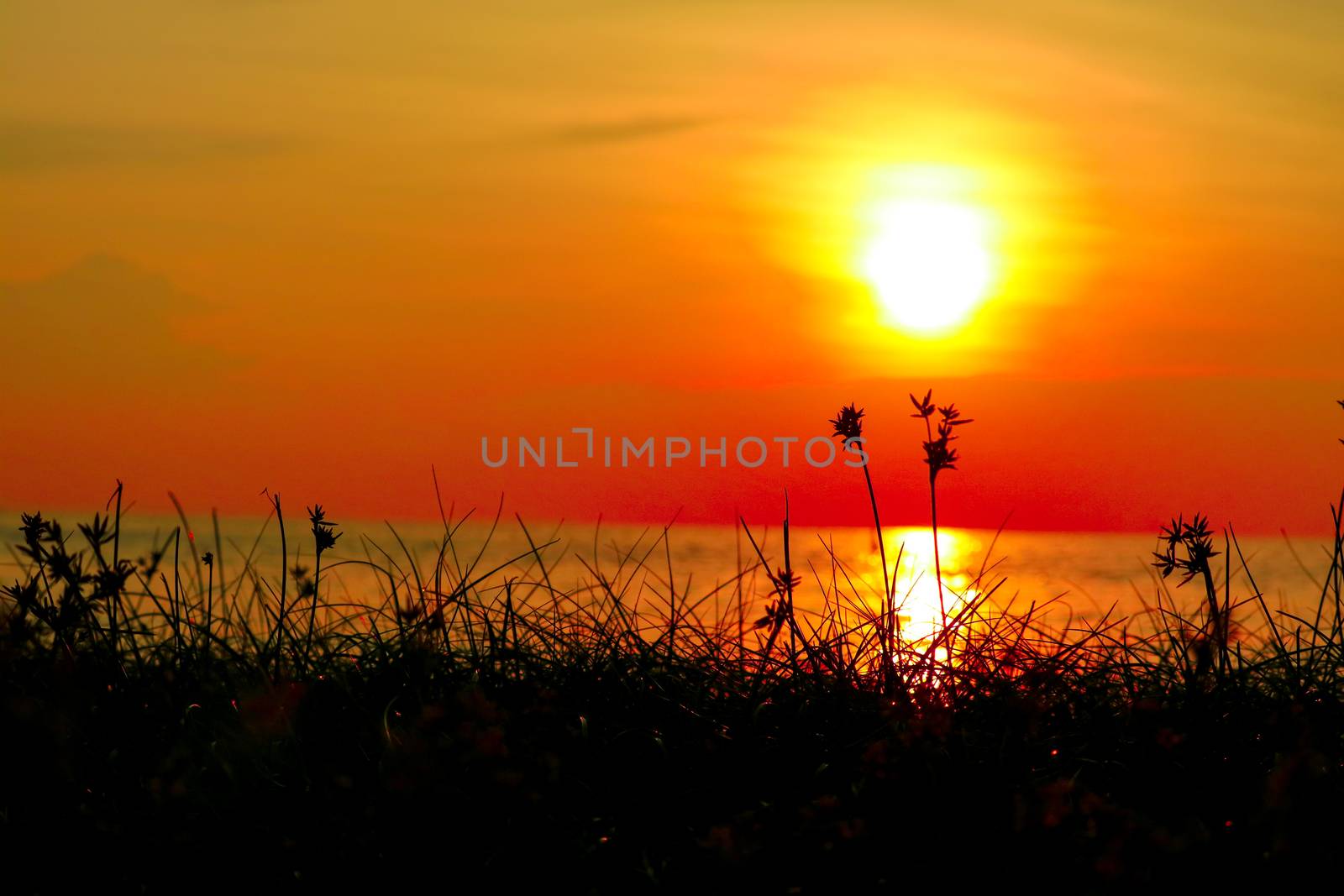 silhouette grass and weed on beach blurred sunset sky on the sea