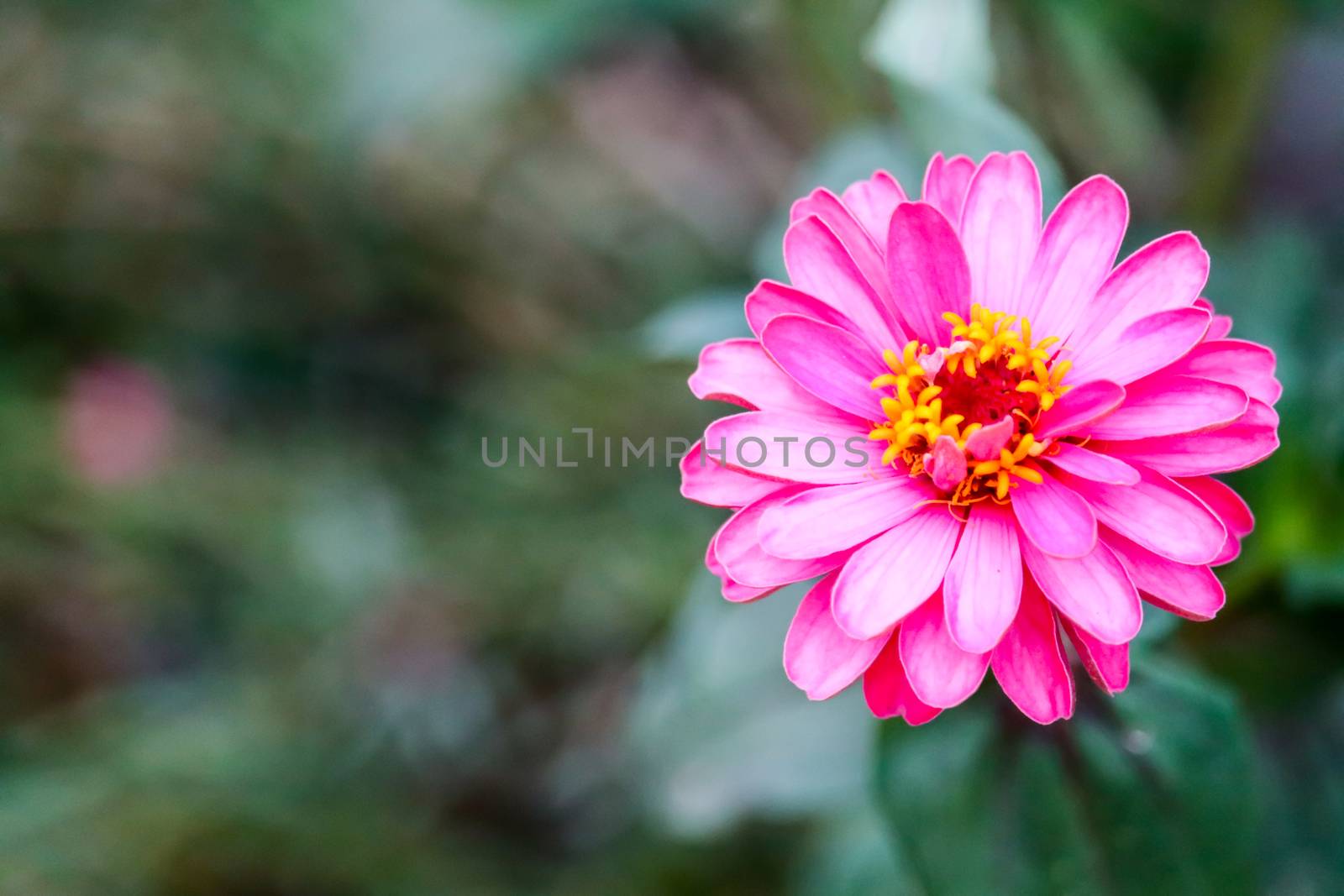 Zinnias magenta color blooming and blur leaves background ,it is easiest plants to grow and quickly bloom heavily