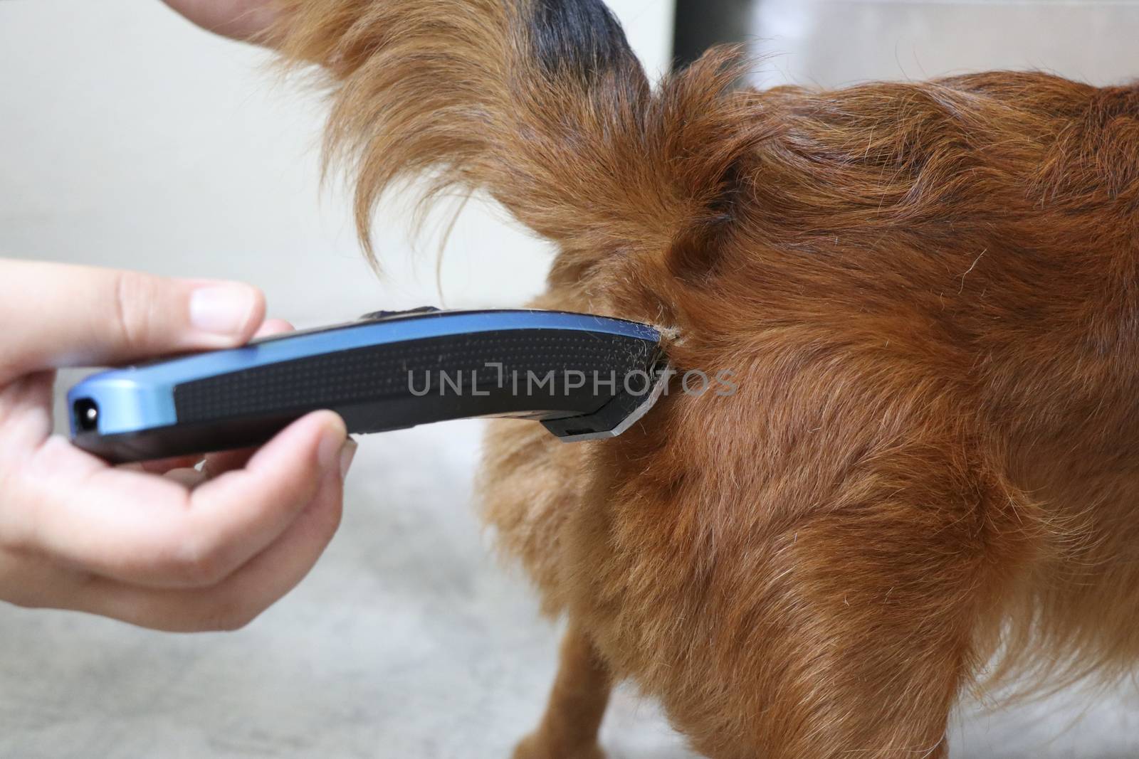 Trim the fur on the bottom of the Chihuahua dog for cleanliness and hygiene. The veterinarian is cutting the fur on the bottom of the Chihuahua dog.