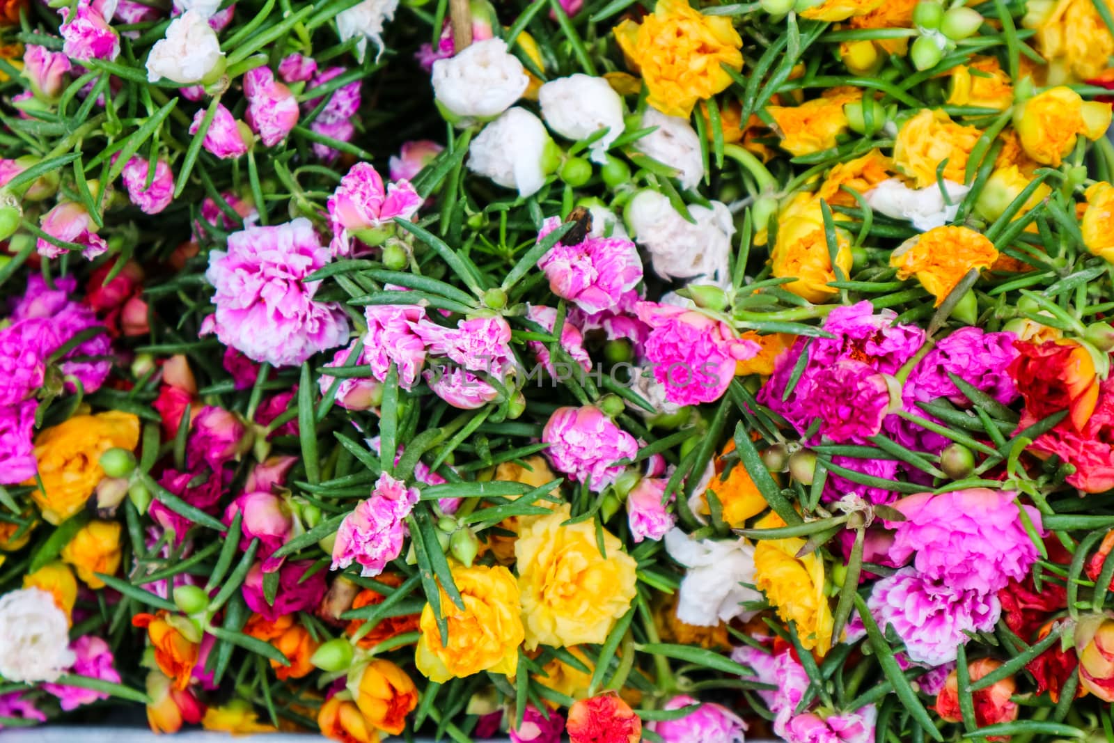 multicolor of Portulaca grandiflora flower blooming in garden after drain drop