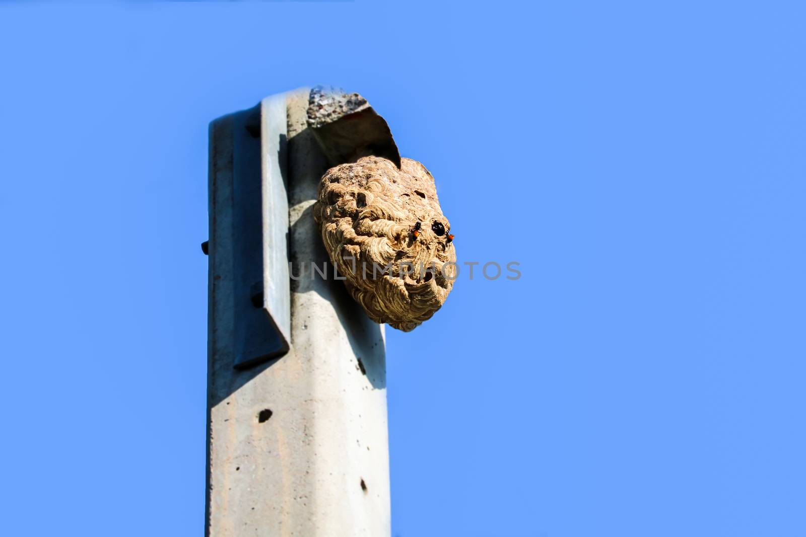 Wasps nest on top of the electric pole to avoid interference fro by Darkfox