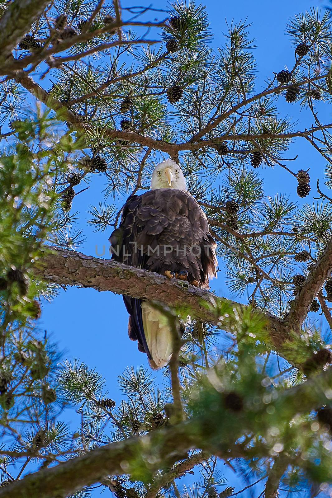 Bald Eagle looking directly at camera. by patrickstock