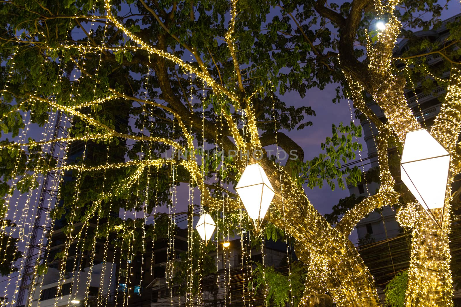 cable of string led lights on tree in the garden at night time used for decorating for beauty According to important festivals
