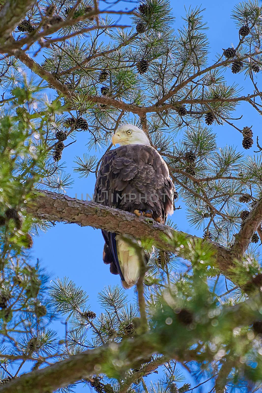 Bald Eagle looking directly at camera. by patrickstock