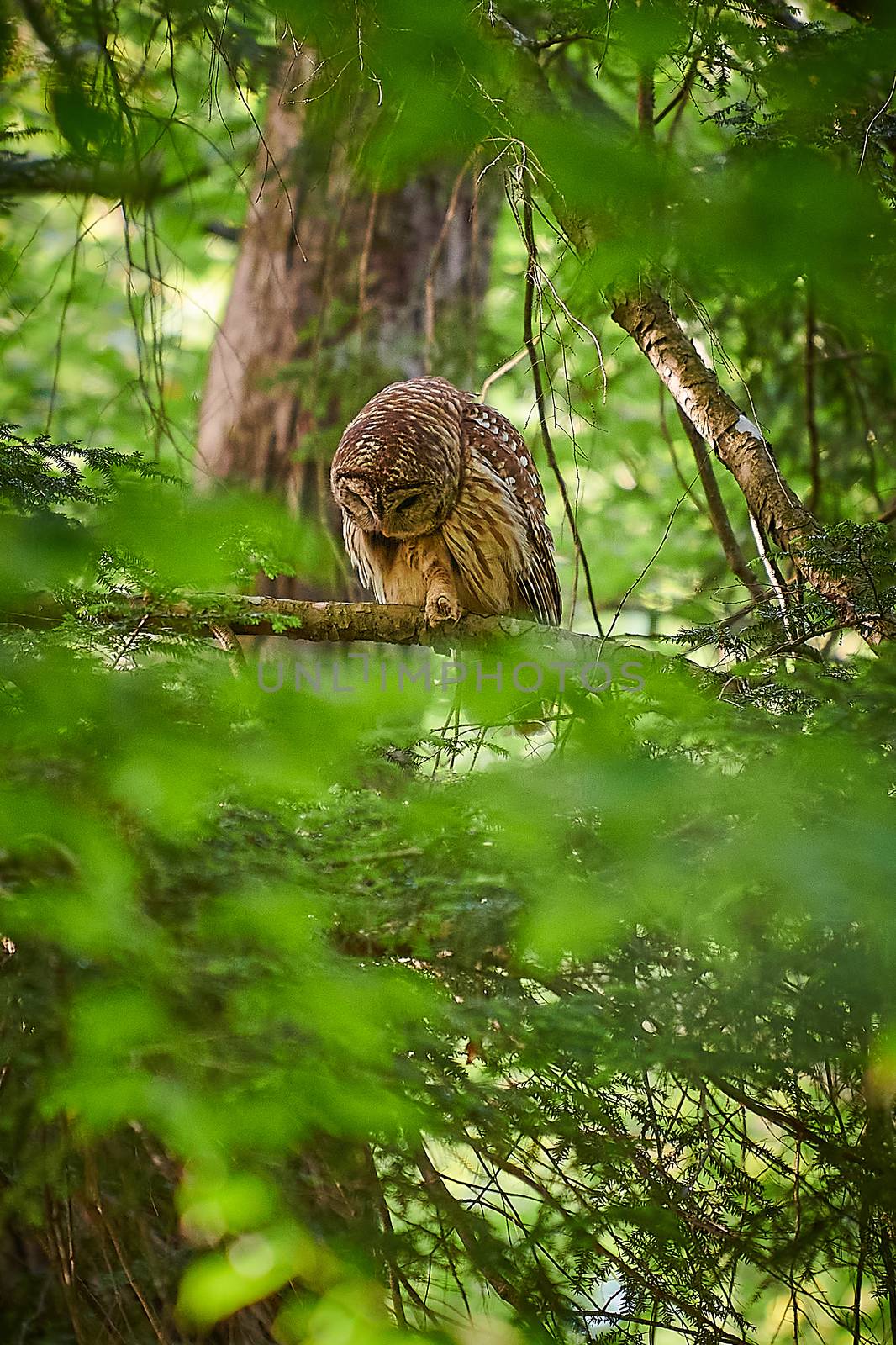 Adult Barred Owl sitting in a tree looking a potential pray. by patrickstock
