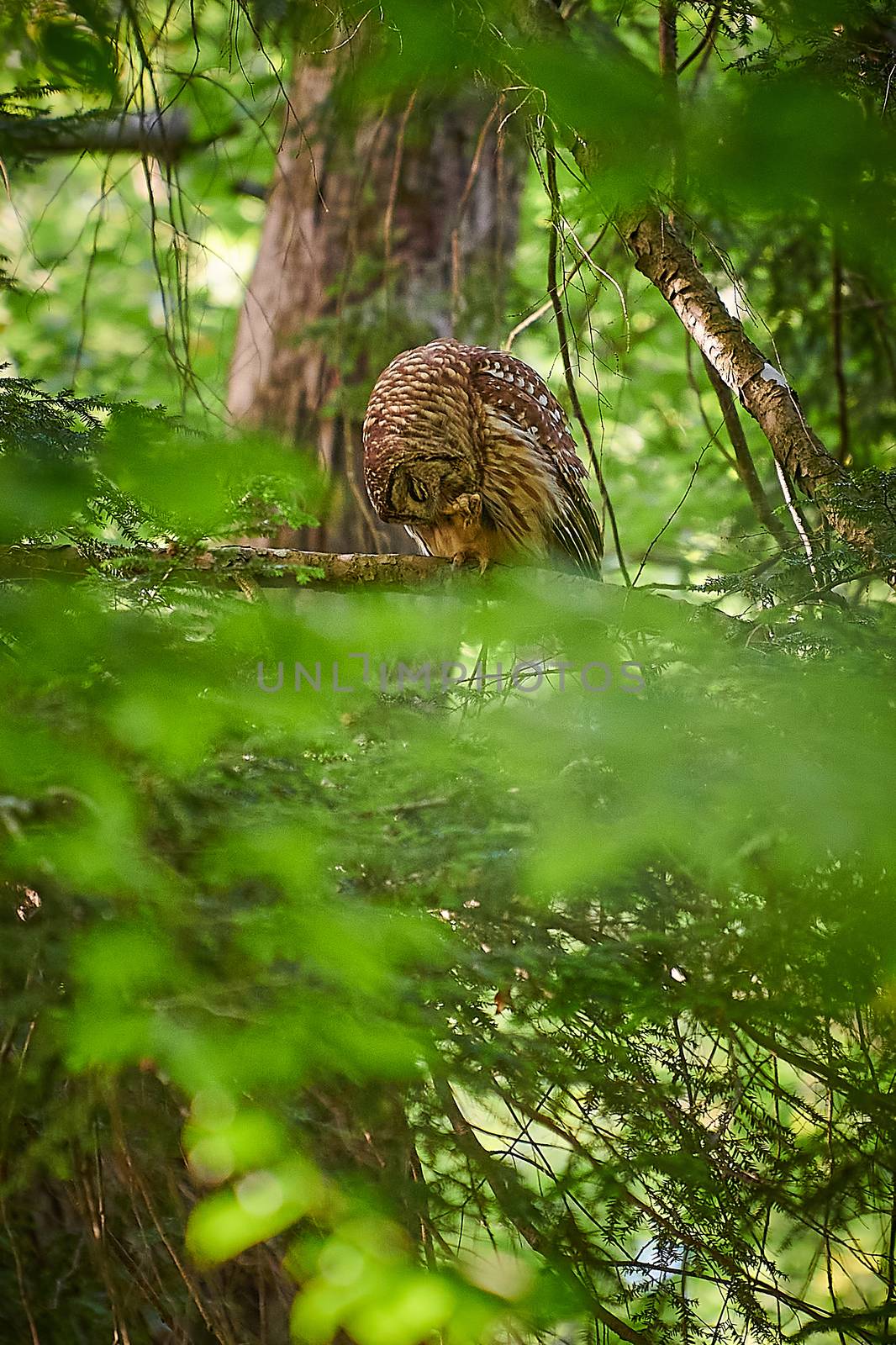 Adult Barred Owl eating a small captured pray. by patrickstock