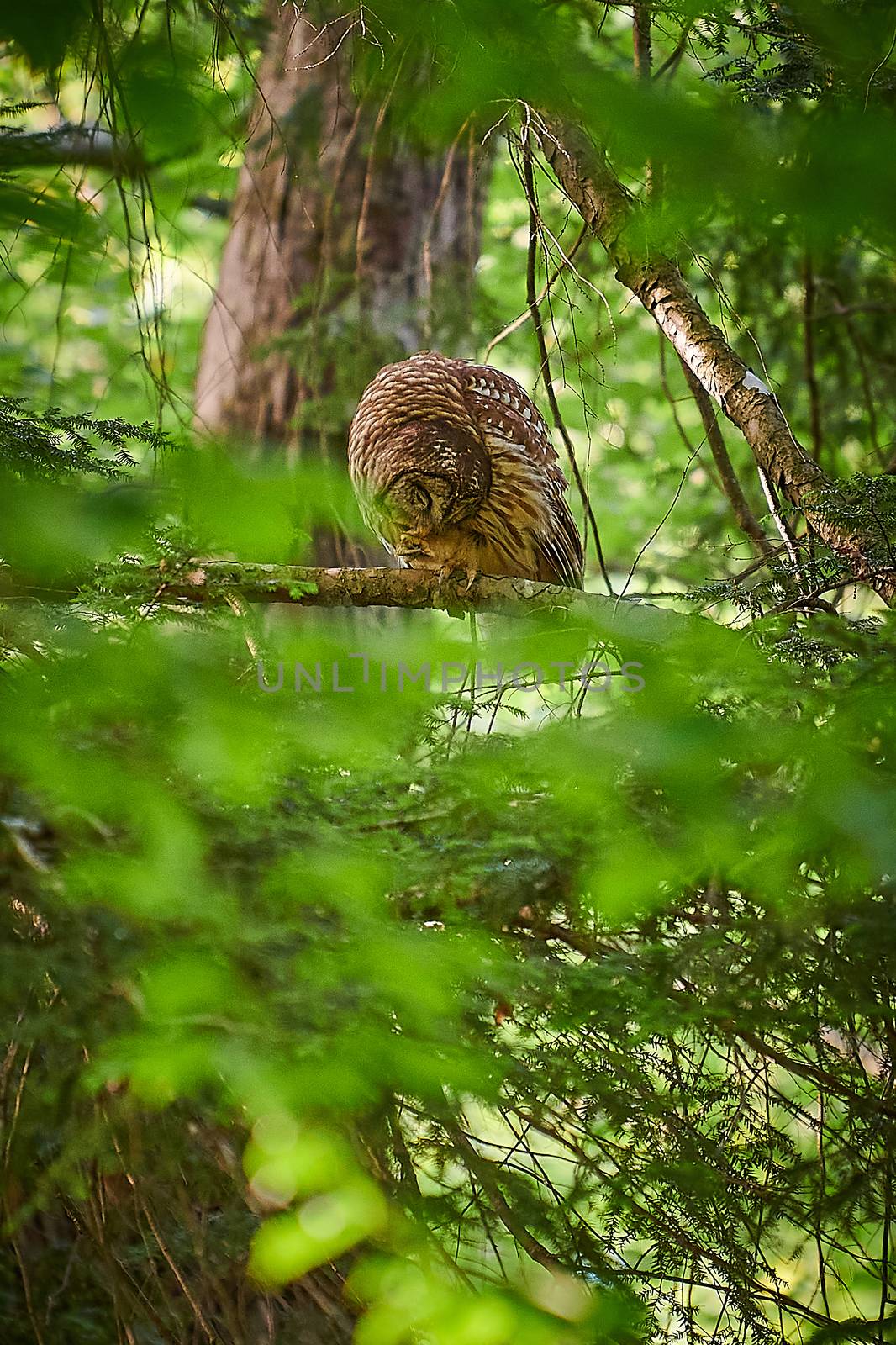 Adult Barred Owl eating a small captured pray.